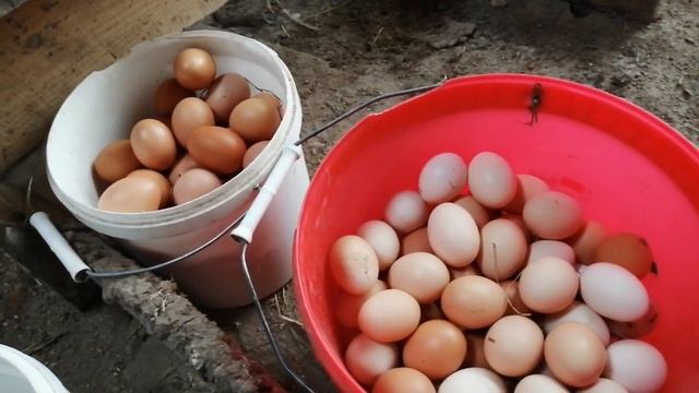 ДОЖДЕВЫЕ ЧЕРВИ И ЯЙЦЕНОСКОСТЬ КУР (ПО СУЩЕСТВУ) Для тех кто говорит что такого не бывает смотреть онлайн