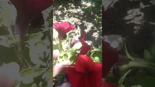 Петуния из семян #петуния #цветы #flowers