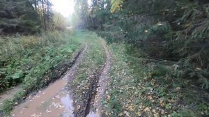 Охота на кабана и медведя. Но медведь был хитрей, обманул егерей...