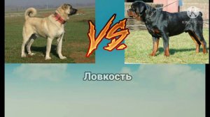 Кангал против Ротвейлера