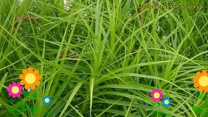 Осока пальмолистная. Краткий обзор, описание характеристик, где купить саженцы carex muskingumensis