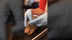 Aplysia (sea hare) anatomy