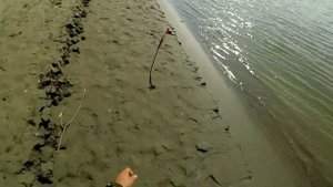 Дикий сазан. Часть 2. Сазан за сазаном, устали руки. Обь 6-10.08.2021