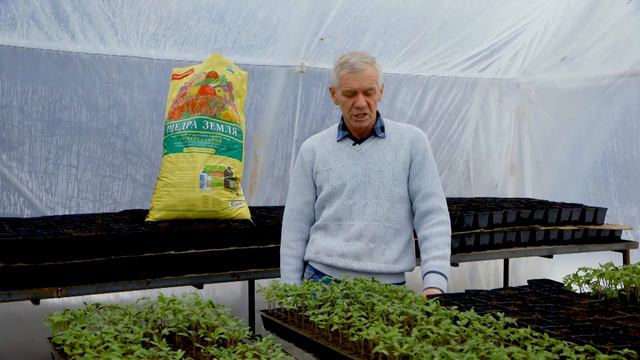Выращивание и пикировка рассады томатов. Первые подкормки рассады томатов.