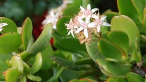 Толстянка не цветет? Как заставить цвести Денежное дерево!