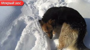 Длинношерстная ИЛИ короткошерстная овчарка. Кого ВЫБРАТЬ?