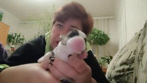 Наши щенки вельш корги кардиган помет "I"?????????