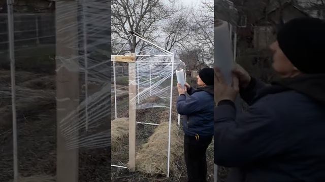 Експеримент . Органическое земледелие. Тепличка из стрейч пленки