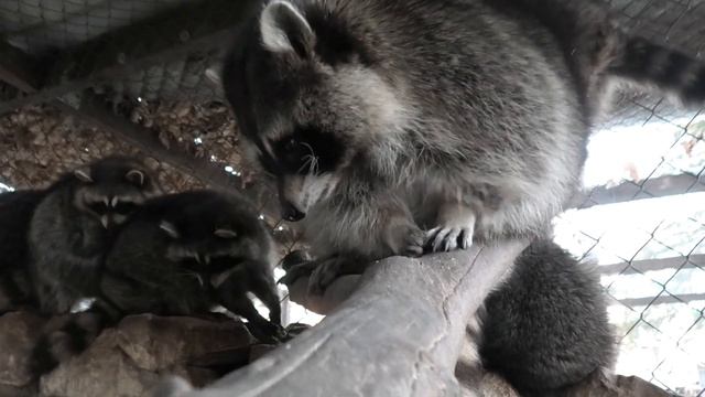 Енотам гостинец из Грузии(Самтредиа) - Каштан съедобный! Gift for raccoons from Samtredia - Chestnu смотреть онлайн