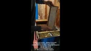 Культиватор для распечатки пчелиных рамок Культиватор Кузина + Белка 2