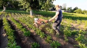 Окучиваем картошку мотоблокам МТЗ