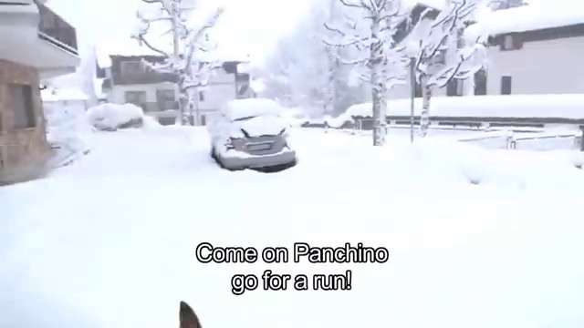 чихуахуа Панчо и первый снег смотреть онлайн