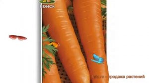 Морковь обыкновенный Королева осени ? обзор: как сажать, семена моркови Королева осени
