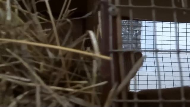 Содержание ризенов на подстиле ЛПХ Моряк смотреть онлайн