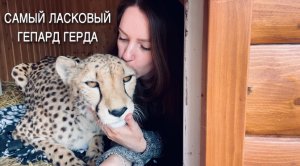 Девочки-лапочки