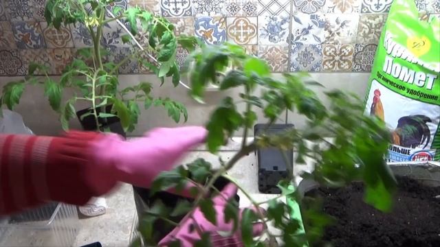 Теплица для томатов пока не готова - как временно приостановить вытягивание рассады томатов. смотреть онлайн