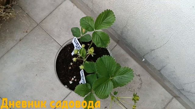 ПОСЛЕ ЭТОЙ ПОДКОРМКИ ЯГОДЫ КЛУБНИКИ СТАНУТ КРУПНЕЕ,А УРОЖАЙ УВЕЛИЧИТСЯ! Подкормка дрожжами и сахаро