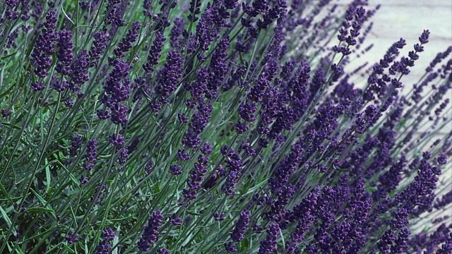 Ландшафтный дизайн с лавандой смотреть онлайн