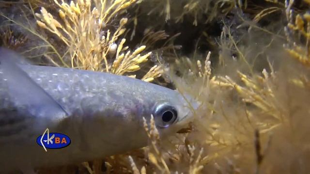 Сингиль. Liza aurata. Golden grey mullet смотреть онлайн