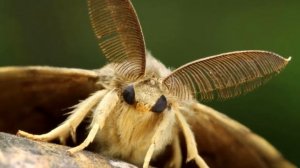 ЗНАТЬ ВРАГА НУЖНО В ЛИЦО. ТОП 10 САМЫХ ОПАСНЫХ ВРЕДИТЕЛЕЙ САДА И ОГОРОДА