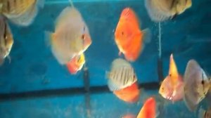 Дискусы в Пермь, MyDiscus, Продажа дискусов в Пермь