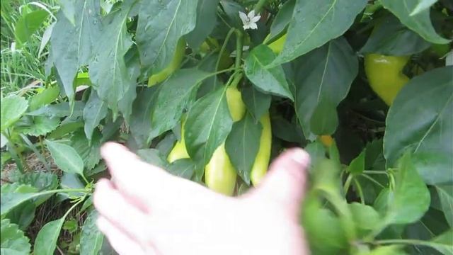 Дача - 2021 г. .Томаты - открытый грунт, баклажаны и перцы. Маринуем грибы. смотреть онлайн