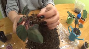 Посадка промышленной фиалки.