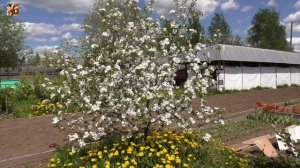 ?Яблони цветут? на Северном Урале.