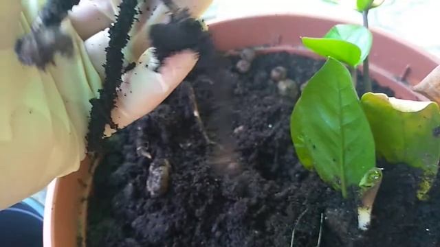 Как вырастить замиокулькас из листочка. смотреть онлайн