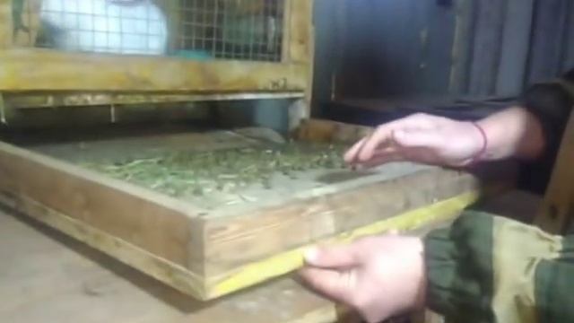 КЛЕТКА 50 на 70 см. ОБЗОР И РАЗМЕРЫ. смотреть онлайн