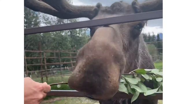 Путешествие с детьми на Аляске. Оленья ферма смотреть онлайн