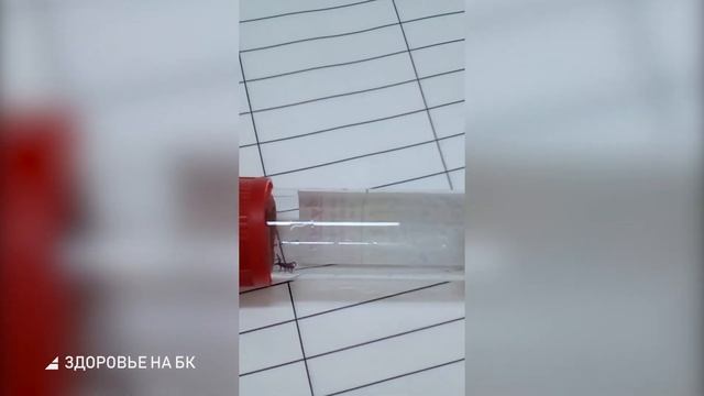 Живой клещ попался в руки травматологов смотреть онлайн