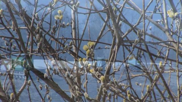 КОГДА ПРИХОДИТ ВЕСНА К ПЧЁЛКАМ.Первая пыльца.Средняя полоса. смотреть онлайн