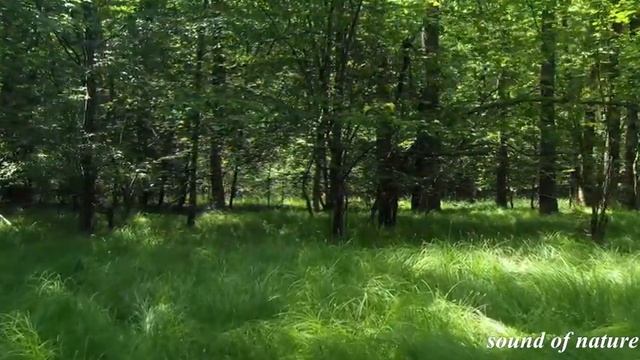Звуки природы,стрекотание сверчков в лесу/Sounds of nature, chirping of crickets in the forest.