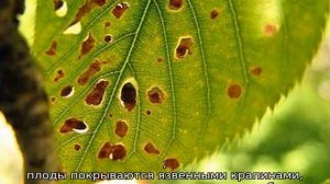 Клястероспориоз сливы — как лечить