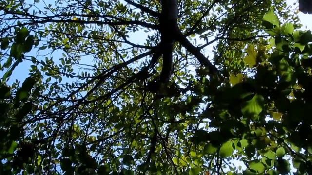 Осенний пейзаж смотреть онлайн