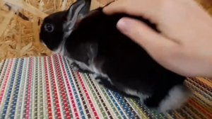 Карликовый рекс, окрас чёрный белоостевой, 3 месяца.