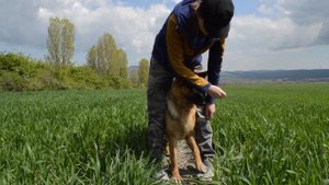 Как научить собаку команде "Топ-топ" (команде Ножки, научить собаку ходить на ваших ногах)