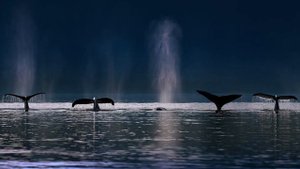 Звуки природы - Синий кит / Nature sounds-Blue whale