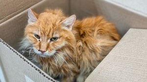 Взгляд этого кота не возможно забыть. Кот был стар и от него отказались, его преда