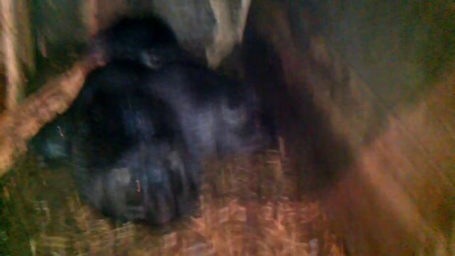 Разведение нутрий в домашних условиях (начало) смотреть онлайн