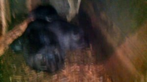 Разведение нутрий в домашних условиях (начало)