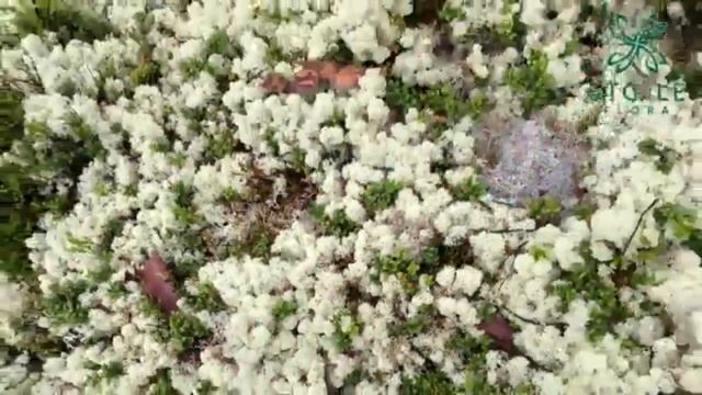 В гости на Родину мха Ягель смотреть онлайн