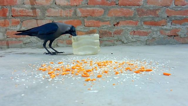Starling, Myna and Squirrel 🐿️🐦 | Birds eating food смотреть онлайн