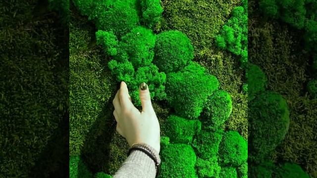 Стабилизированный Мох в интерьере квартиры, дома, офиса, кафе, ресторана