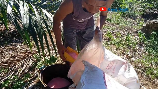 How to fertilize oil palm plants aged 3 years