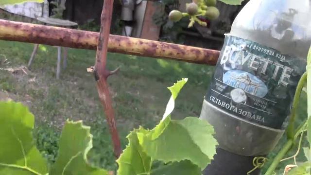 Как опылился виноград люсиль на 12.06.18г. смотреть онлайн