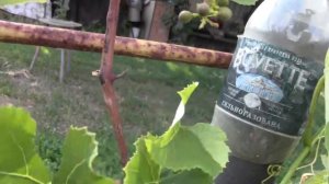 Как опылился виноград люсиль на 12.06.18г.