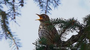 Дрозд певчий (Turdus philomelos). Песня.