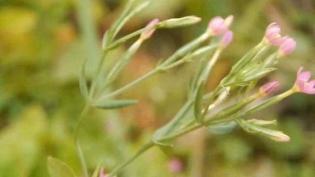 Золототисячник гарний Centáurium pulchéllum смотреть онлайн